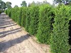 Taxus Eiben